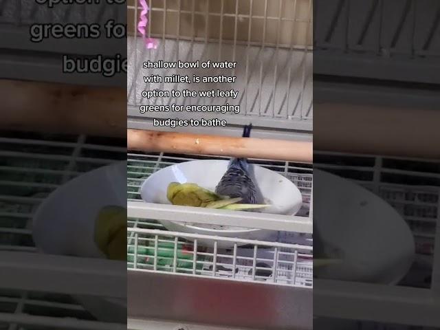 HOW TO TEACH A BUDGIE TO BATHE!