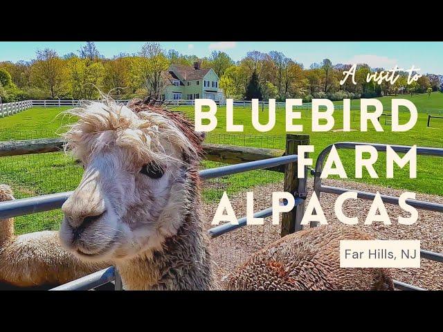 Bluebird Farm Alpacas Visit