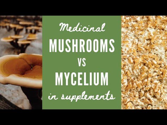 Mushroom vs Mycelium in Supplements