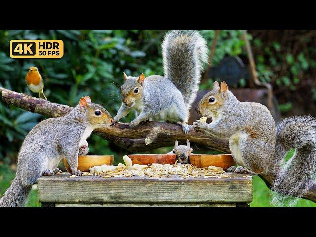 [NO ADS] Cat TV for Cats to Watch  Squirrels take all the Birds food ️ Bird Videos & Cat Games