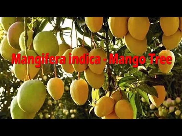 Mangifera indica   Mango Tree