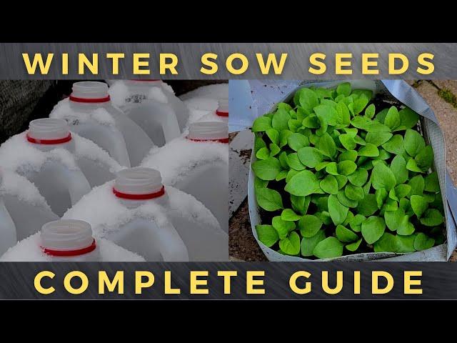 How to Winter Sow Seeds - A Complete Tutorial Guide