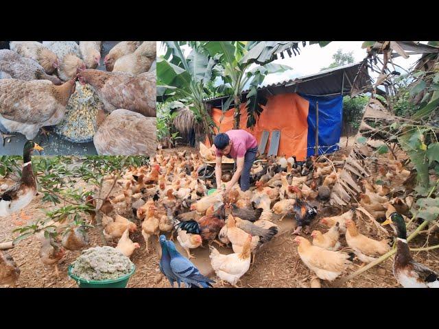 Build wooden house walls, cut down banana trees to feed the chickens and ducks