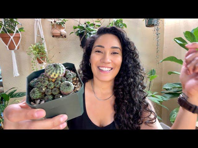 Plant Haul! Intercity Cactus and Succulent Sale