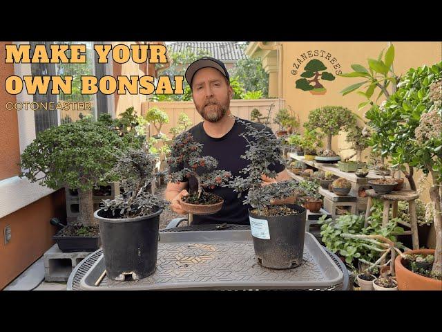 Make Your Own Bonsai Tree for $11: Cotoneaster Nursery Stock