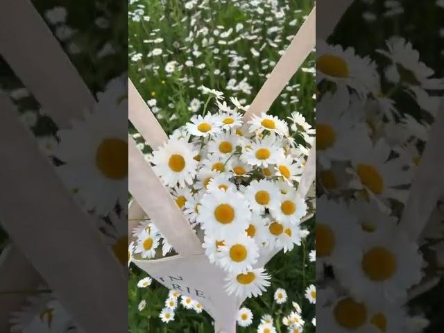 Beautiful daisy flowers