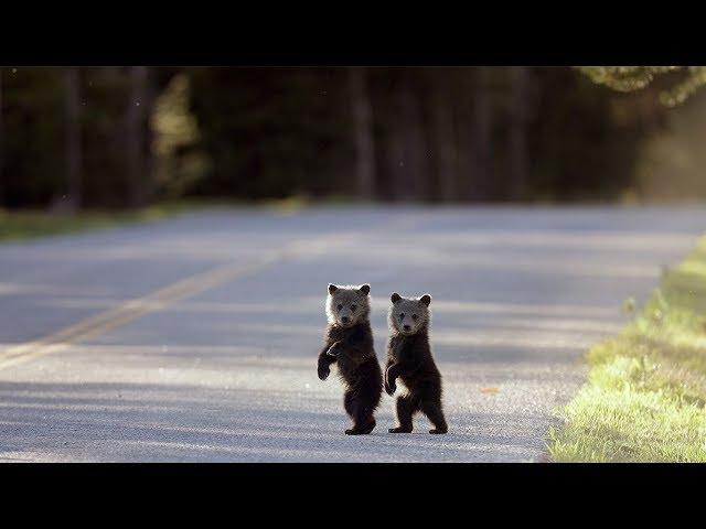 From Ants to Grizzlies: A General Rule for Saving Biodiversity | HHMI BioInteractive Video