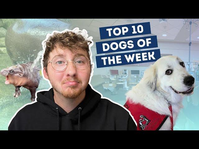 The Fluffiest Therapy Dog Ever | Top 10 Dogs of the Week!