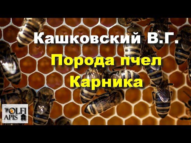 #Кашковский В.Г. Порода пчел Карника