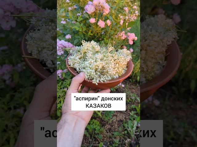 Таволга обыкновенная - "аспирин" донских казаков #травы #травыдляздоровья #здоровье