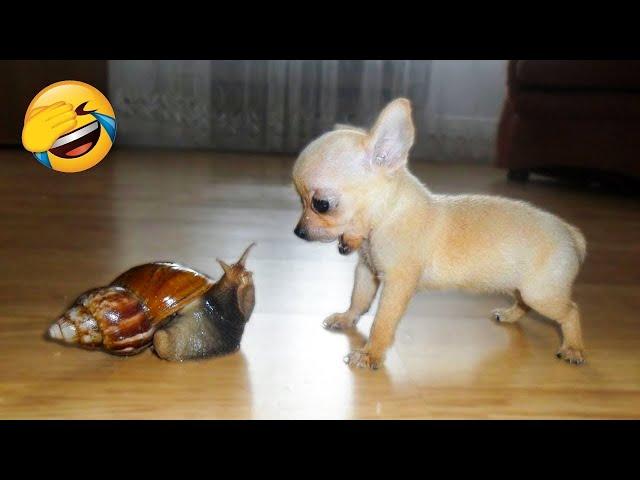 Funny Animal Videos 2025  - Funniest Dogs and Cats Videos  Part 3147