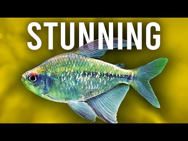 Store Manager's #1 FAVORITE Fish, Huge Unboxing