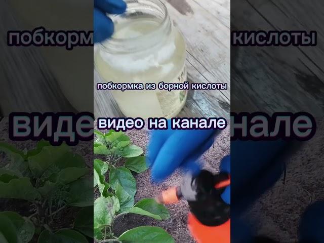 смотри скорее! https://youtu.be/fNVdTxlohVM #огород #борнаякислота #подкормкарассады