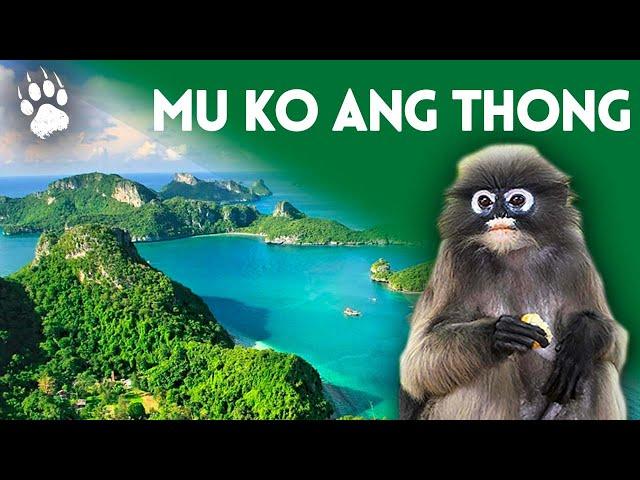 Mu Ko Ang Thong National Park - Thailand - Animal Documentary - AMP