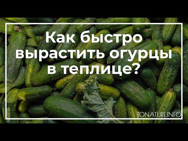 Как быстро вырастить огурцы в теплице? | toNature.Info