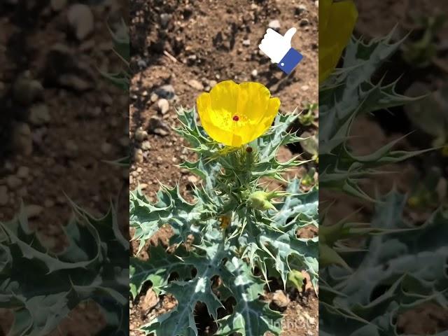 Cardosanto o chicalote, Argemone mexicana. #plantas #flores #shortsvideo #shorts