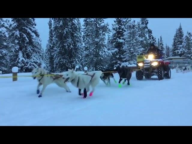 Siberian Huskies Excitedly Pull Sleds on Snowy Day - 1277355