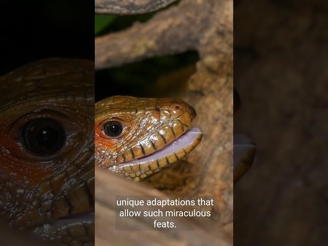  Dash into the Unknown: 5 Bewitching Facts About Basilisks That Will Stun You! 