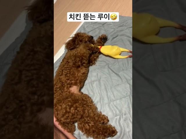 치킨 뜯는 루이 #dog #puppy #poodle #reo #cutedog #rouis #cute #갈색푸들 #강아지일상 #실버푸들