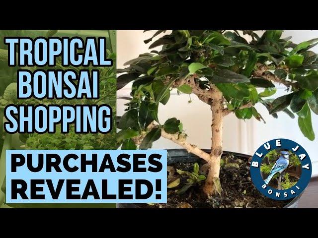 Tropical Bonsai Shopping - My Purchases Revealed!