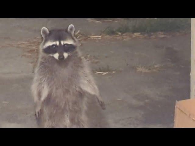 How to get rid of raccoons humanely - Pest Dude tells you how!