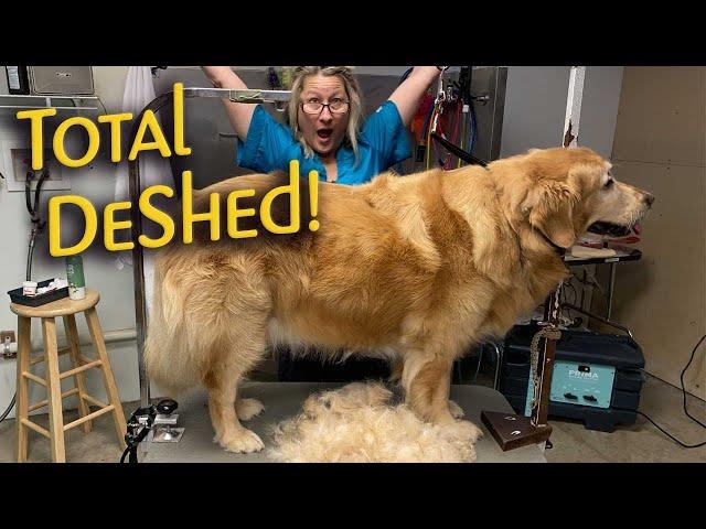 LEARN to GROOM a GOLDEN RETRIEVER in less than an HOUR Timelapse