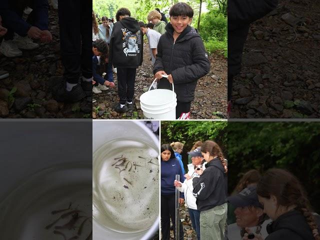 From Egg to River: NPS Releases Trout into Silvermine River
