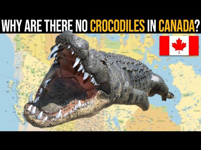 Why Are There No Crocodiles In Canada?