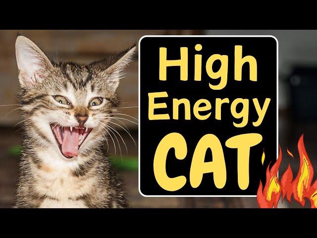 Can Cats Have Hyperactivity Disorders?