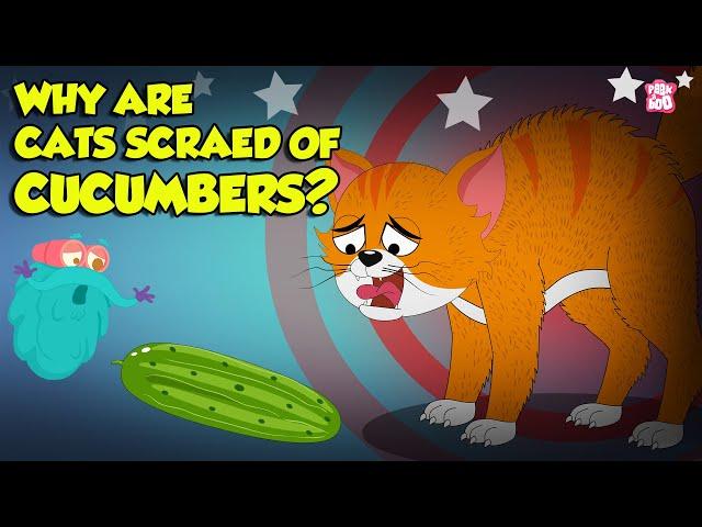 Why are Cats Scared of Cucumbers? | Cats vs Cucumber | Funny Scared Kitty | The Dr. Binocs Show