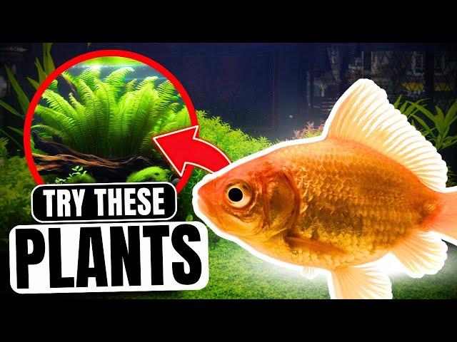 The 7 Best Plants For Goldfish (Aquarium Plant Guide)