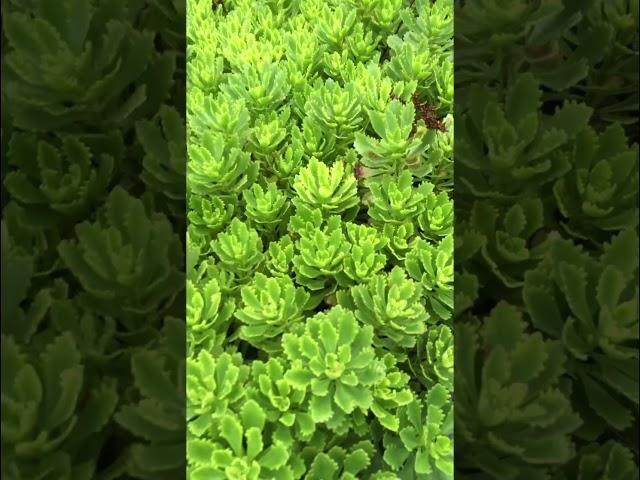 Очиток Миддендорфа  (Sedum middendorfianum).