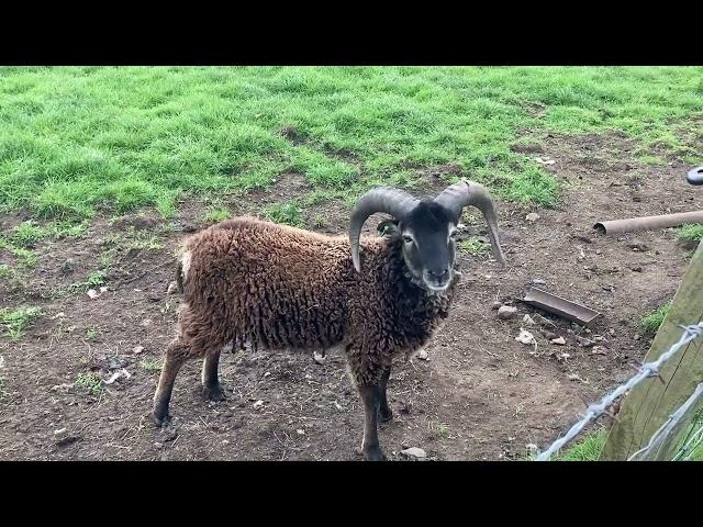 [PointFOOTAGE] Animals - sheep male horns farm pasture - FS - 12220834