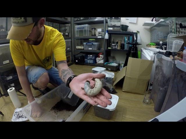 CRISIS averted (hopefully) Dynastes hercules lichyi by predatororpreyonline