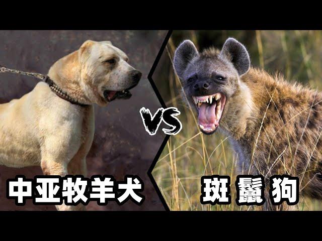 中亚牧羊犬vs斑鬣狗，当老虎杀手遇到肛肠科主任，谁会笑到最后？