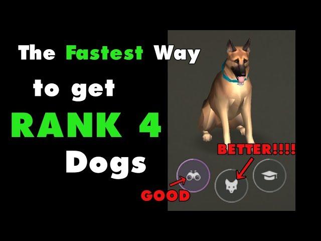 The Fastest Way to get Rank 4 Dogs in Last Day on Earth Survival. LDOE Puppy Food