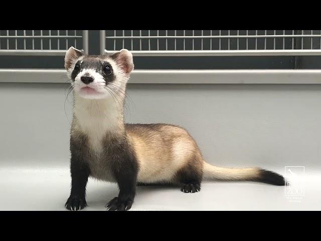 Happy Black-Footed Ferret Rediscovery Day!