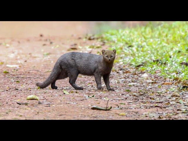 Fauna - Parte 02 - Santa Rita de Caldas MG