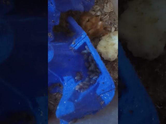 تفريخ دوبيا روتش