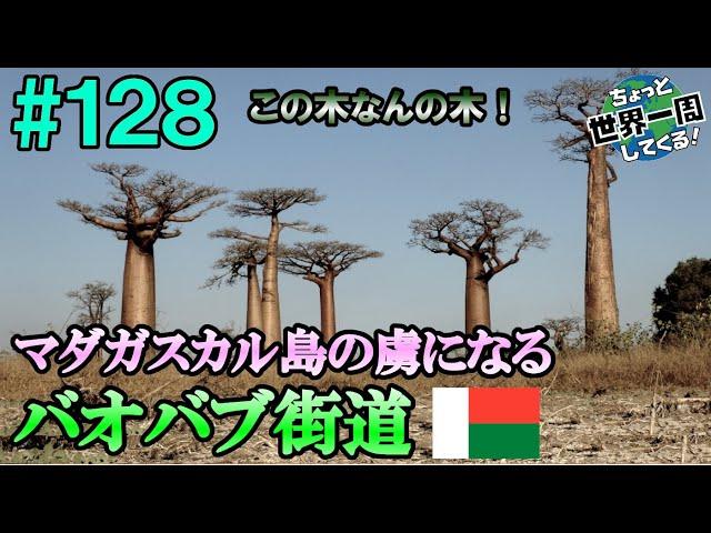 #128【バオバブの衝撃】独自の進化を遂げたこの島の魅力を存分に味わうことができた（モロンダバ、バオバブ街道 / マダガスカル②）世界一周 2011-2014