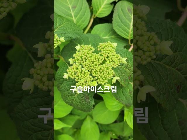 #수국의 한 종류