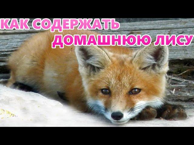 Как живут домашние лисицы. ЛИСА В ДОМЕ!