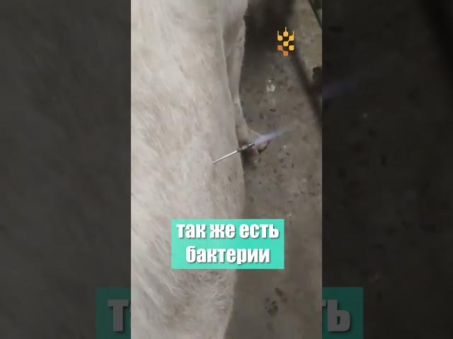 Взрывоопасные коровы