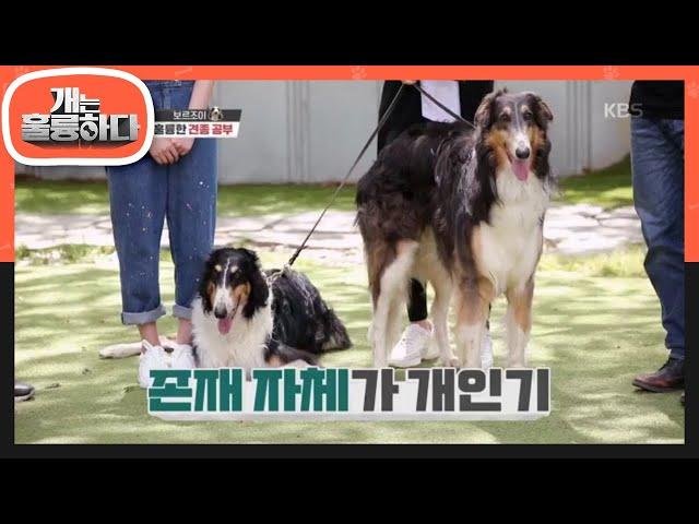 ※존재 자체가 개인기※ 보르조이! [개는 훌륭하다/Dogs Are Incredible] 20200525