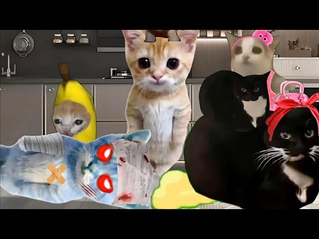 Baby Banana Cat Cry and Happy Videos Episode 29 