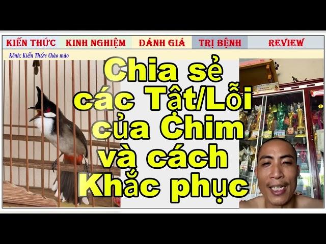 Chia sẻ các Tật lỗi của Chim chào mào và cách khắc phục thế nào?