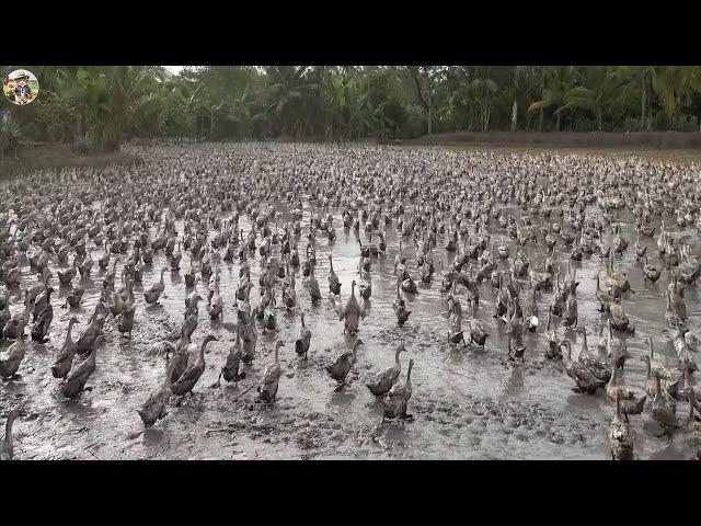 Duck Farm! Over 10 Million Ducks Are Raised for Eggs and Meat This Way | Leo Farm