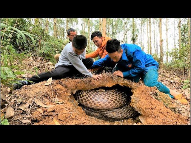 Suffocation + four young men surrounded the giant king cobra at the edge of the forestt