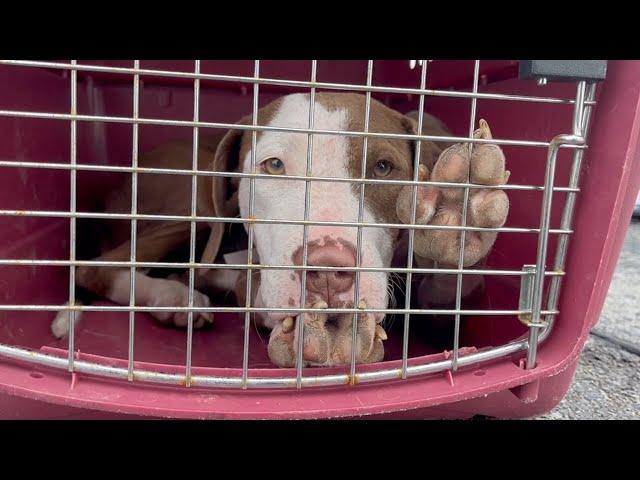 'Welcome to Buffalo': Dogs and cats rescued from Hurricane Helene arrive in Western New York