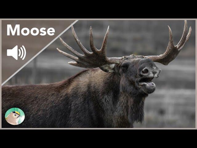 Moose - Sounds